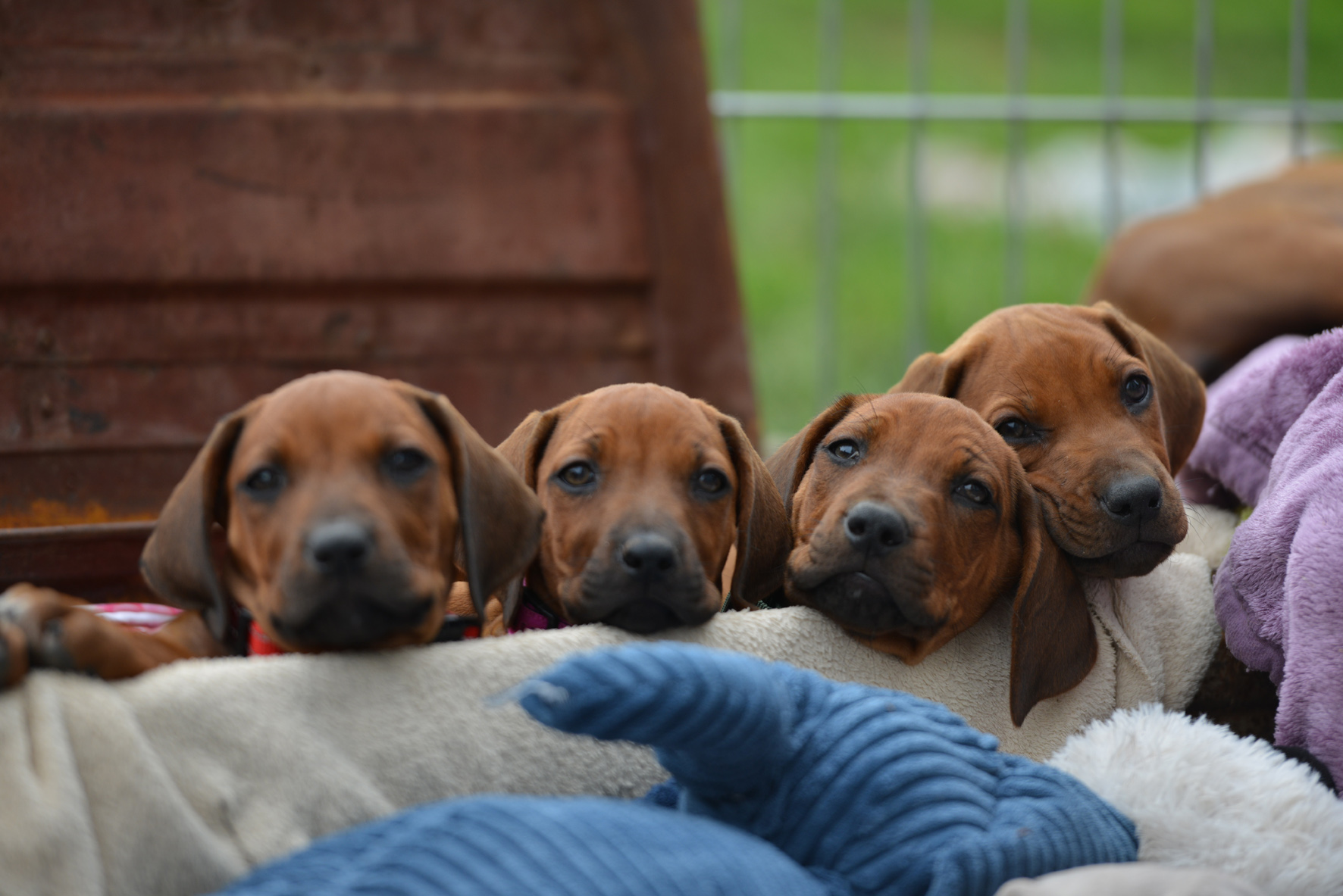 Meine Ridgebacks und Ich