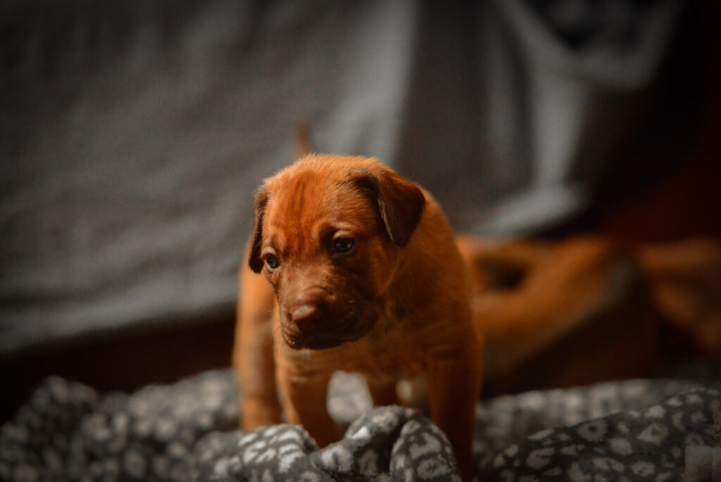 Rhodesian Ridgeback Welpen