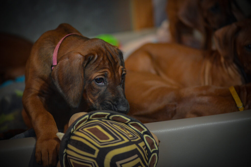 Rhodesian Ridgeback Welpen