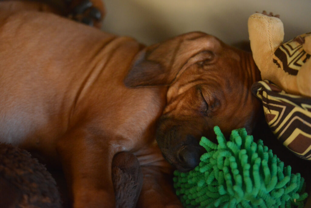 Rhodesian Ridgeback Welpen