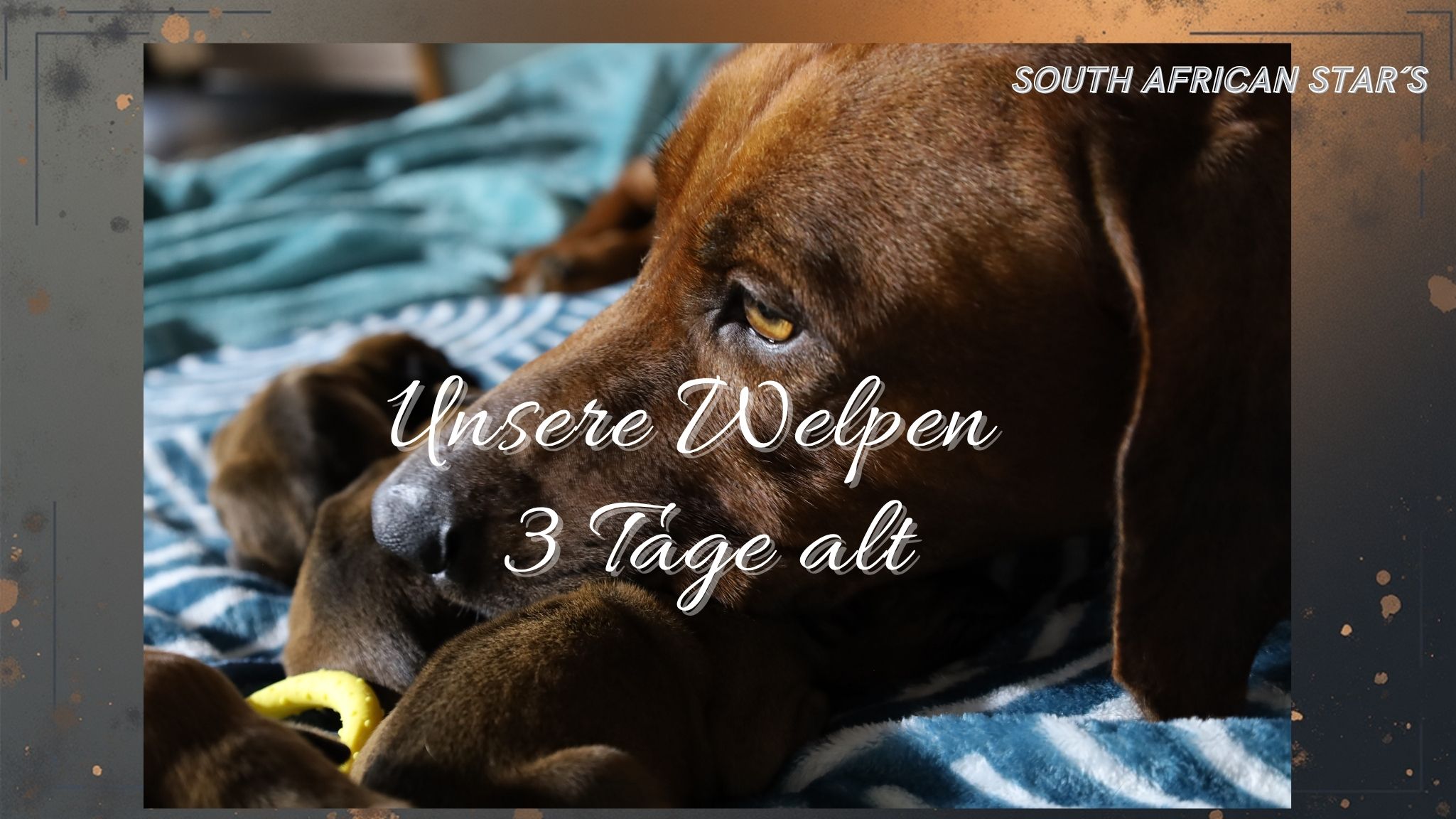 Welpen geboren